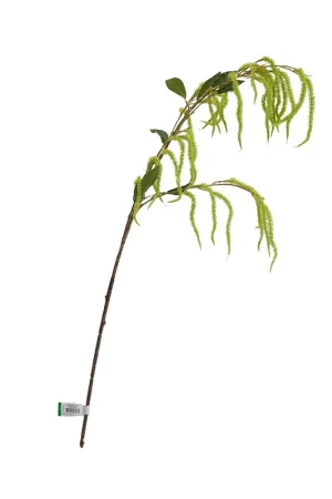 Amaranthus spray 100cm green Lage Kosten