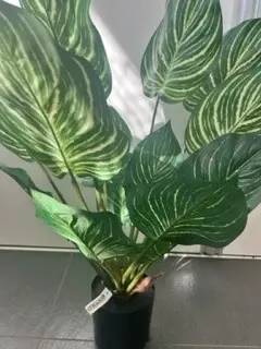 Populair Zebra i/pot h45cm