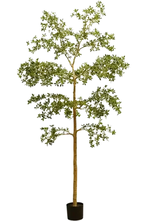 Zwarte olijfboom in pot h100cm groen Snelle Levering