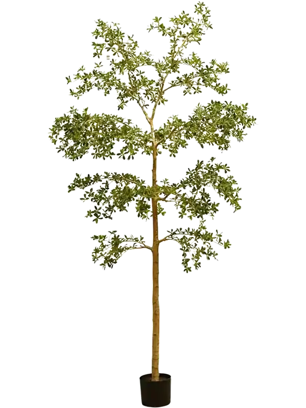 Zwarte olijfboom in pot h100cm groen Snelle Levering