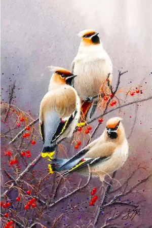 3x vogel Shop Nu
