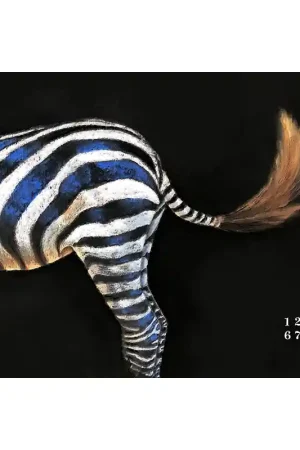 Zebra 7 Uitverkoop