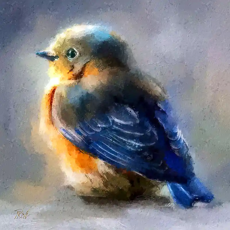 Vogeltje Koop Vandaag