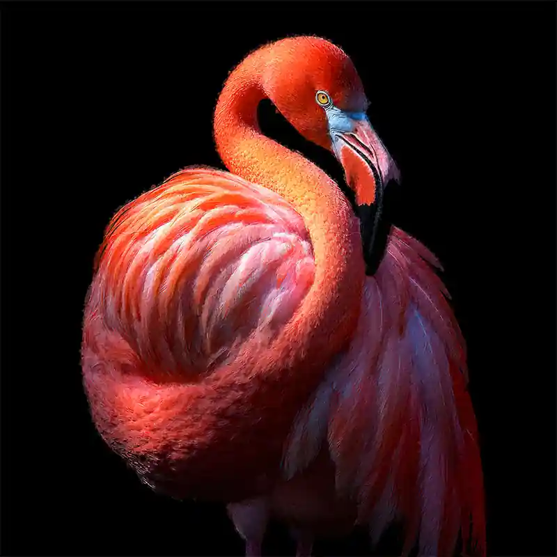 Op = Op Flamingo wanddecoratie