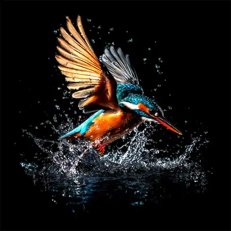 Direct Verzonden De ijsvogel schilderij II