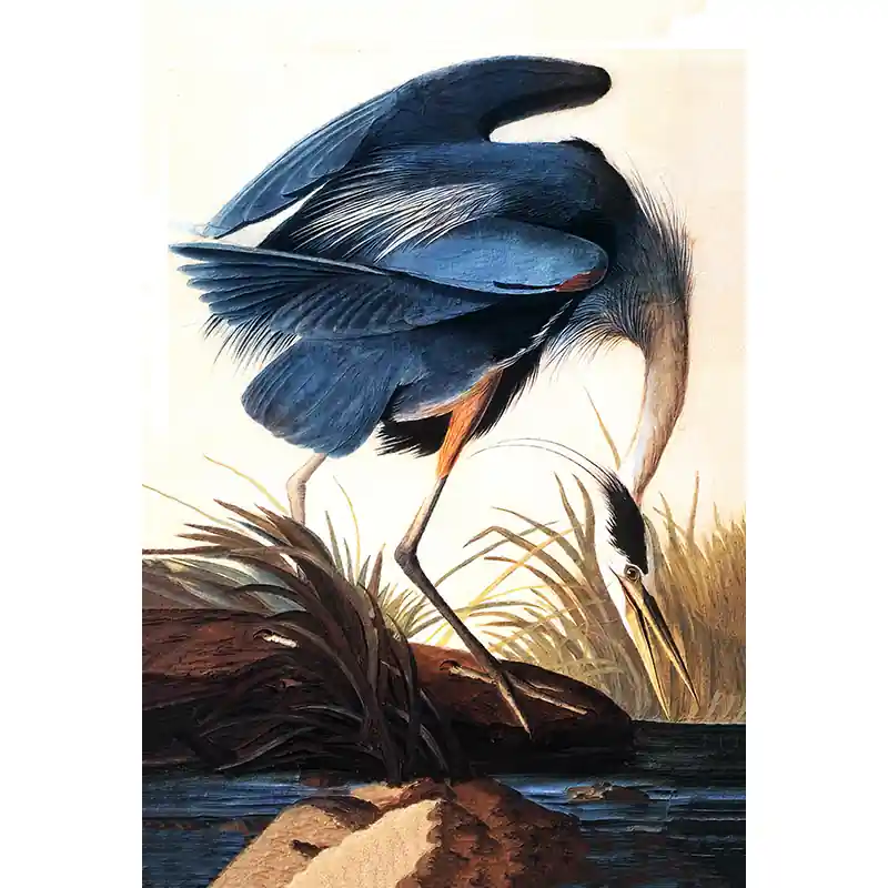Direct Beschikbaar Great Blue Heron - J. Audubon