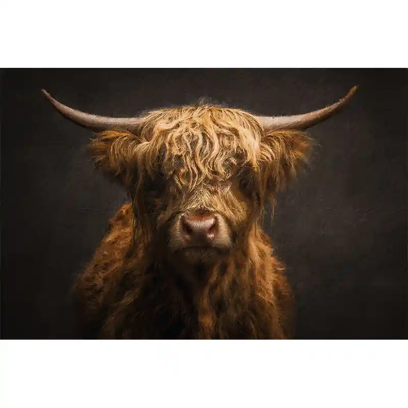 Schotse Hooglander Lage Prijs