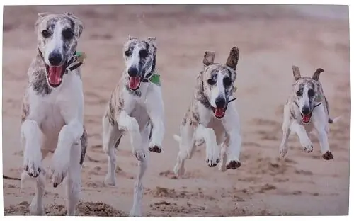 Deurmat honden / Esschert Design Laatste Kans