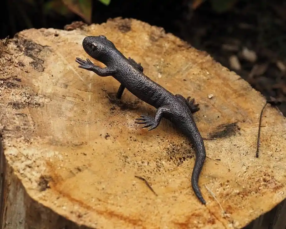 Bronzen figuur Salamander 19cm Alleen Vandaag